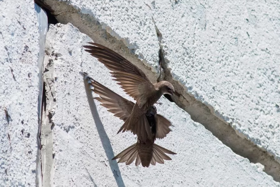 Andorinhão de ninho comestível: uma ave surpreendente