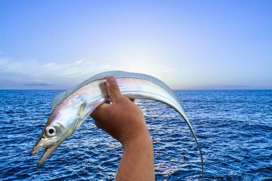 Peixe espada: o predador dos oceanos