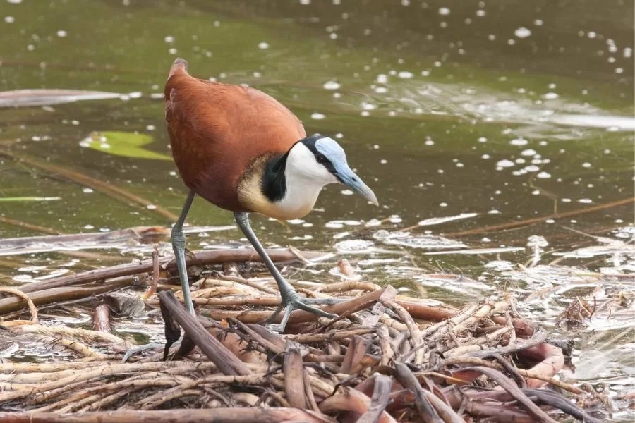 Jaçanã-africana: uma ave exótica com habilidades surpreendentes