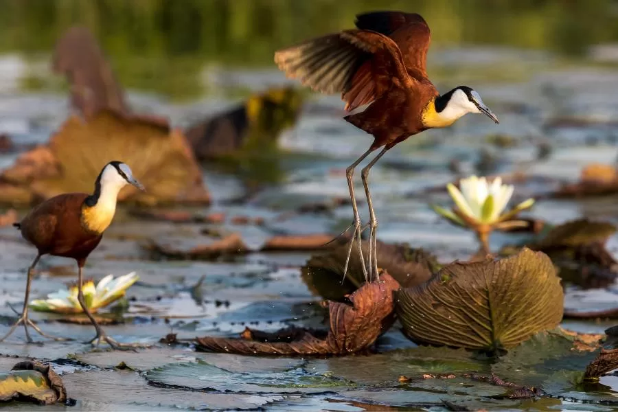 Jaçanã-africana: uma ave exótica com habilidades surpreendentes