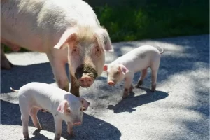 Entendendo a diferença entre porco e leitão