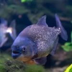 Piranha: a feroz e fascinante habitante dos rios