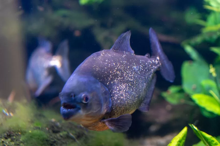 Piranha: a feroz e fascinante habitante dos rios