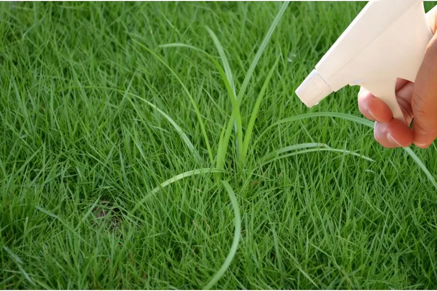 Misturinha caseira para eliminar a tiririca da grama