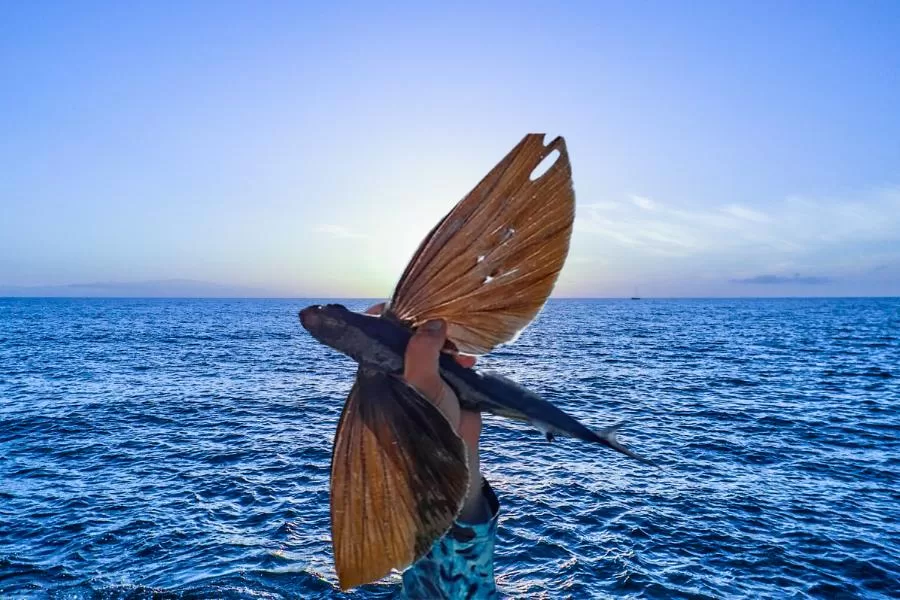 Peixes voadores: fascinantes criaturas dos mares