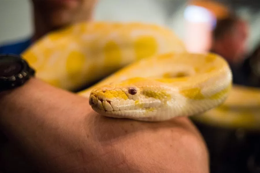 A Píton amarela: uma serpente impressionante da natureza