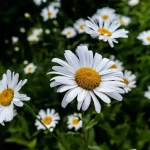 Margarida: Veja como cultivar e ter flores o ano todo