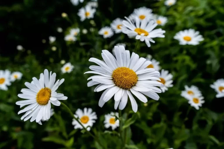 Margarida: Veja como cultivar e ter flores o ano todo