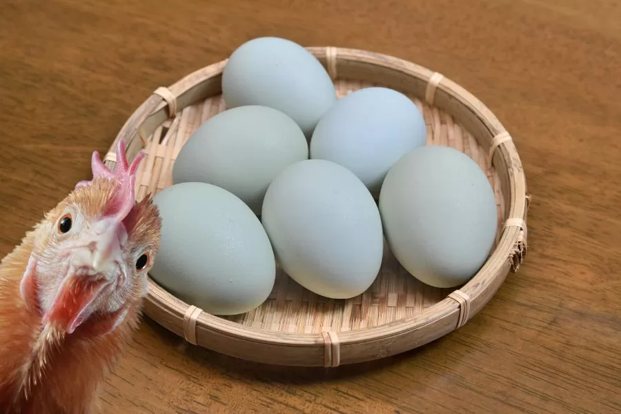 Conheça a galinha que bota ovo azul