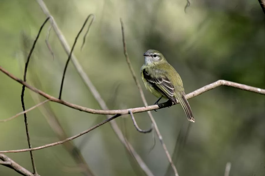 O piolhinho-oliváceo: conheça essa encantadora ave da América do Sul