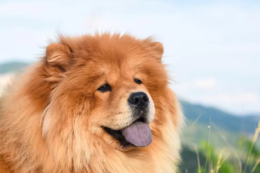 Conheça mais sobre a raça Chow Chow: um cão de personalidade única