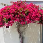 Como e quando podar o bougainvillea