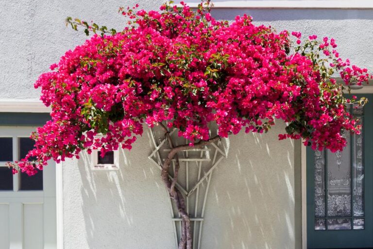 Como e quando podar o bougainvillea