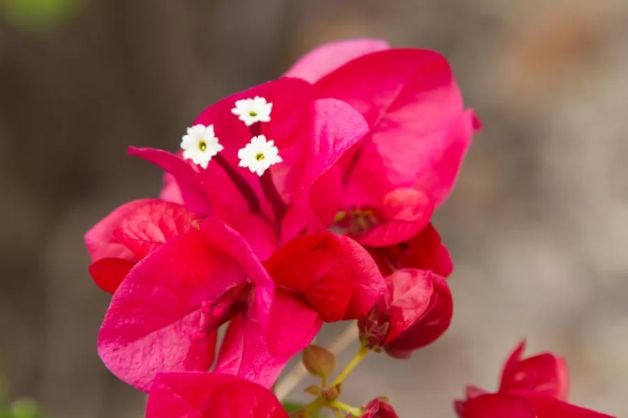 Como e quando podar o bougainvillea