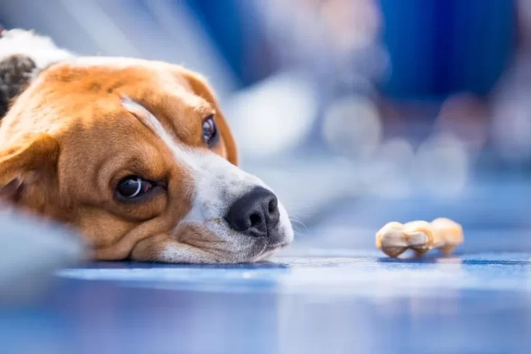 Tipos de vermes de cachorro