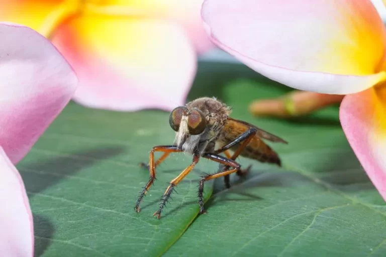 Mutucas: conheça esses insetos peculiares e como se proteger