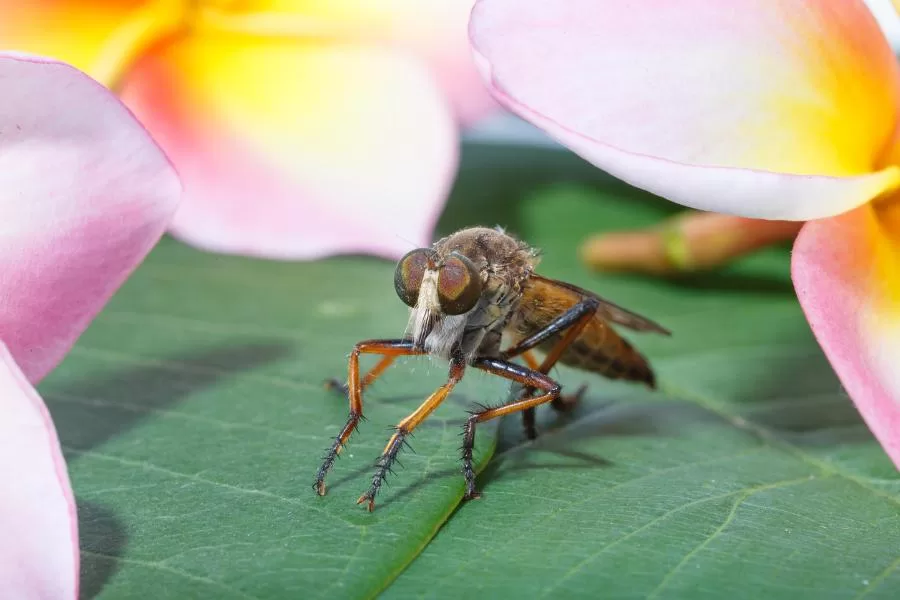 Mutucas: conheça esses insetos peculiares e como se proteger