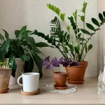 Plantas que atraem sorte e prosperidade