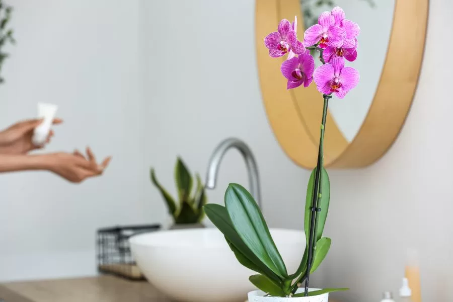 Plantas para decorar o banheiro: beleza e frescor