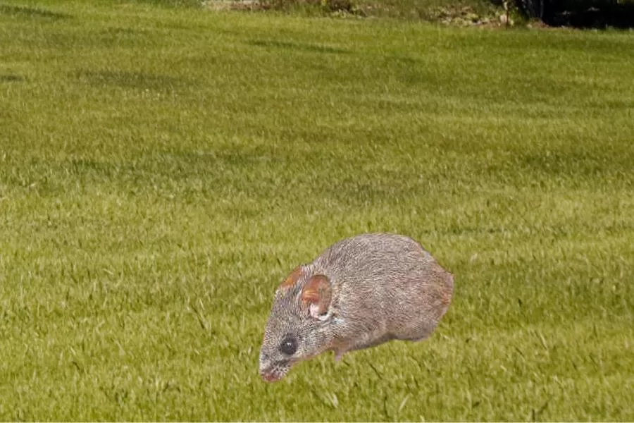O rato-candango: um roedor brasileiro de personalidade