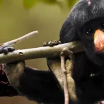 Os cuxiús: macacos encantadores