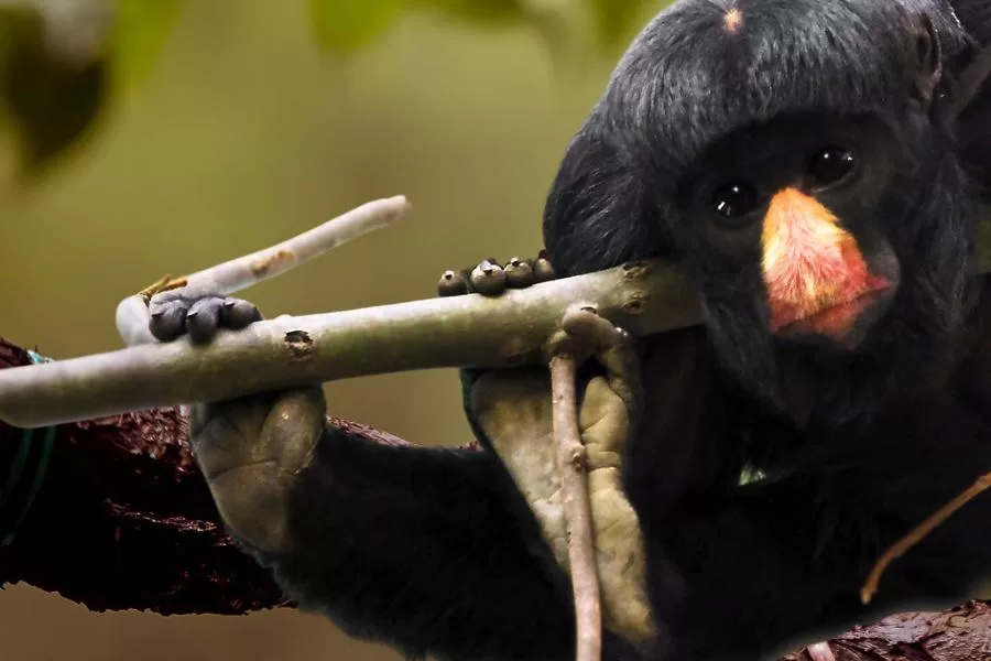 Os cuxiús: macacos encantadores