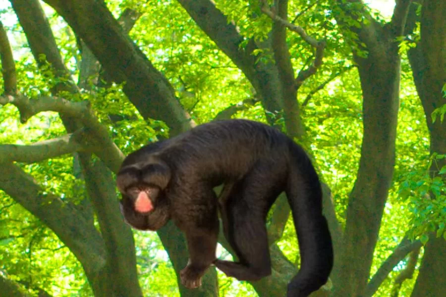 Os cuxiús: macacos encantadores