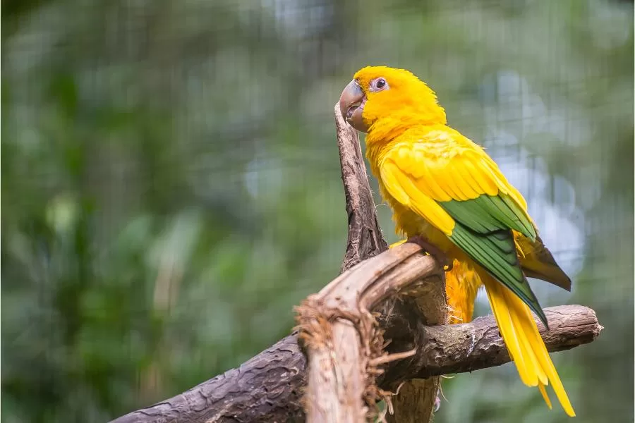 A ararajuba: a exuberante aves das cores vibrantesA ararajuba: a exuberante aves das cores vibrantes