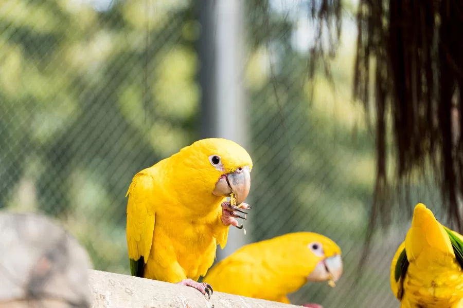 A ararajuba: a exuberante aves das cores vibrantes
