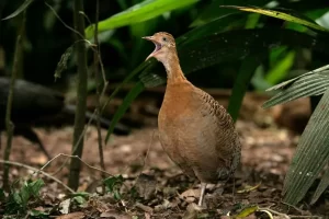 O perdigão: uma ave encantadora