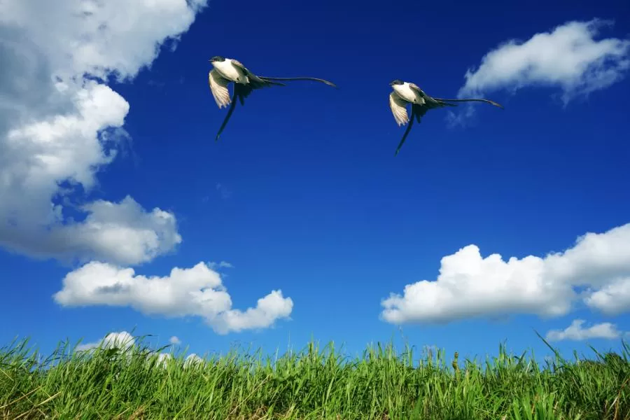 Tesourinha-do-campo: beleza e elegância na natureza