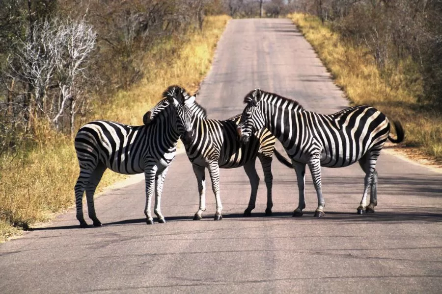 Zebra: a beleza listrada da savana