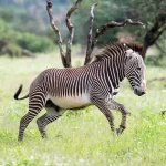 Zebra: a beleza listrada da savana