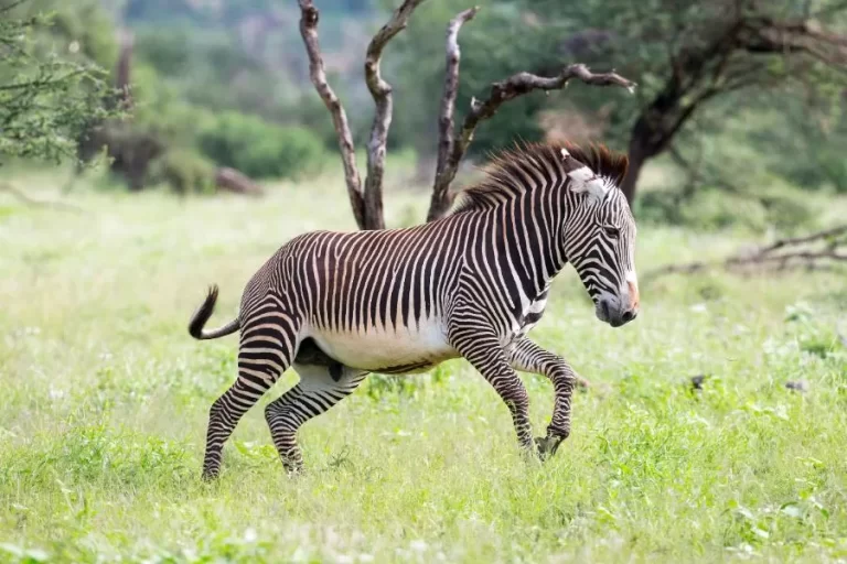 Zebra: a beleza listrada da savana