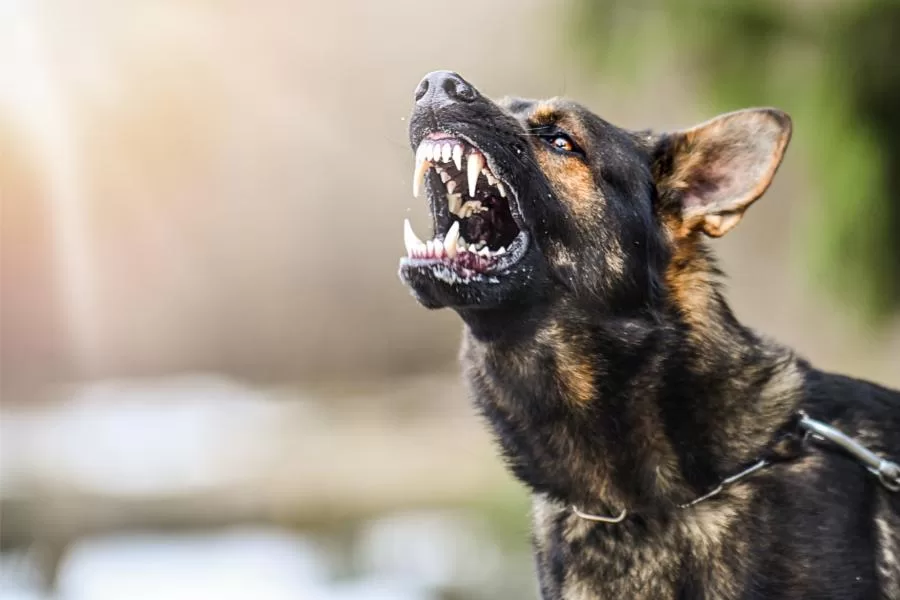 Como identificar a raiva em cães e se existe cura