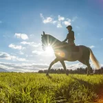 Dicas para escolher o cavalo ideal: encontre o parceiro perfeito