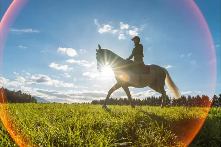 Dicas para escolher o cavalo ideal: encontre o parceiro perfeito