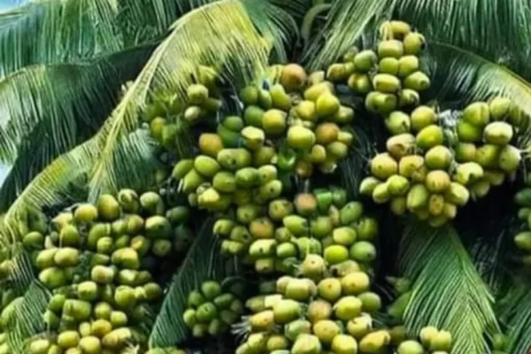 Coqueiro tombando de tanto coco