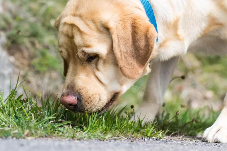 Coprofagia canina: entendendo esse comportamento