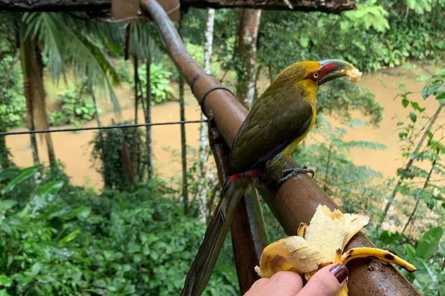 O araçari-banana: uma ave colorida e carismática