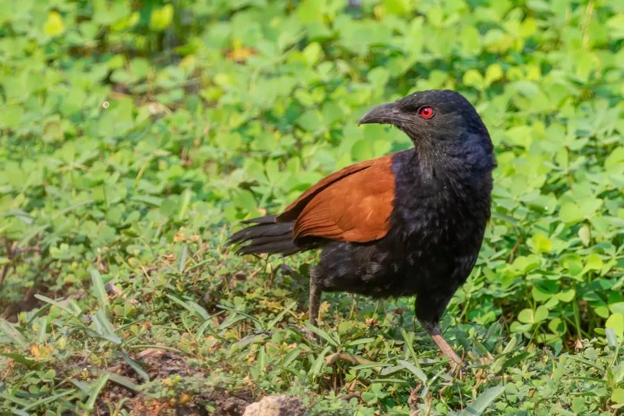 Cucal-real: a majestosa ave dos trópicos