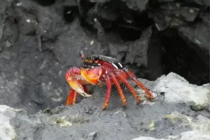 Aratu-vermelho um crustáceo fascinante dos manguezais