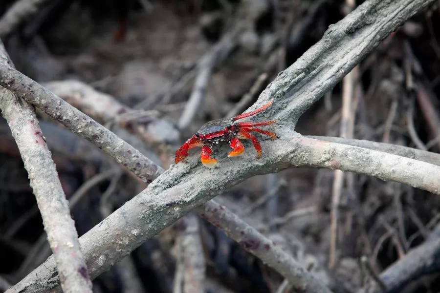 Aratu-vermelho um crustáceo fascinante dos manguezais