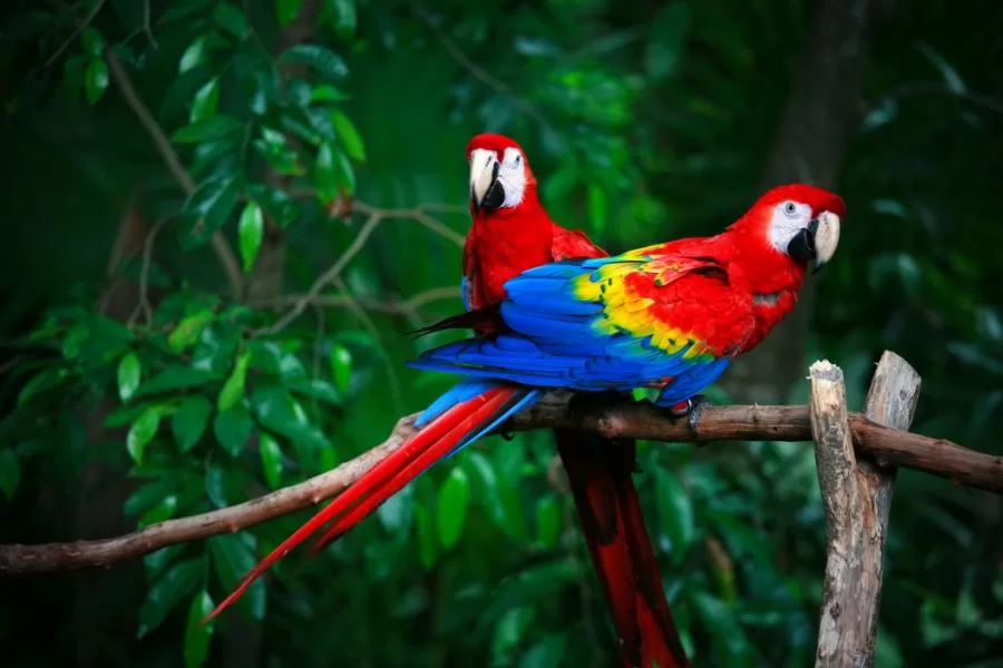 Araracanga: a deslumbrante ave colorida da América do Sul