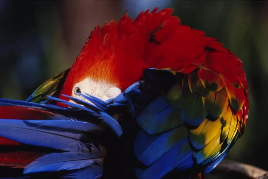 Araracanga: a deslumbrante ave colorida da América do Sul