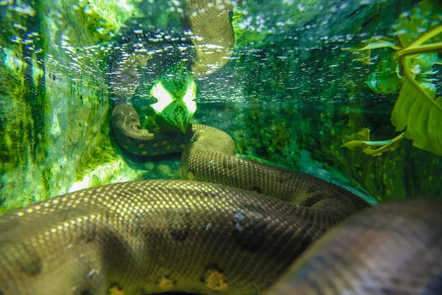 Sucuri: a majestosa serpente aquática das Américas