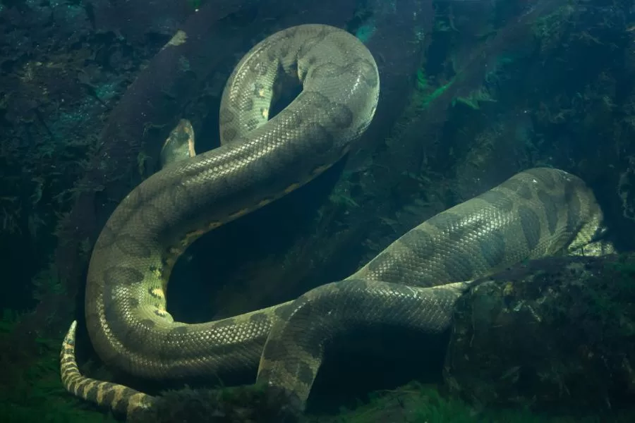 Sucuri: a majestosa serpente aquática das Américas