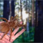 Tarântula-golias: a aranha gigante das florestas tropicais