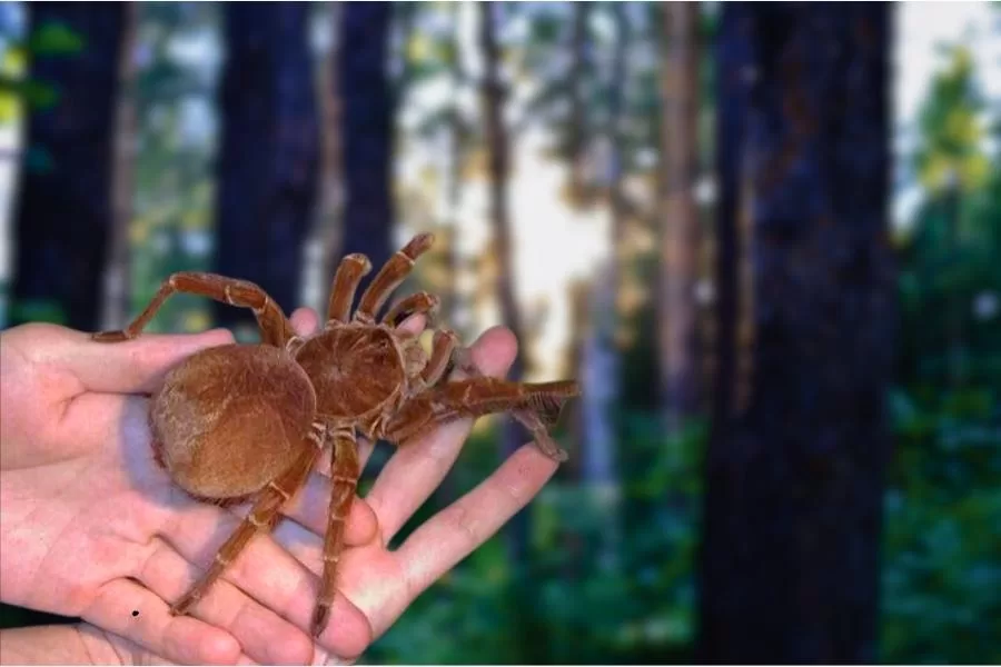 Tarântula-golias: a aranha gigante das florestas tropicais
