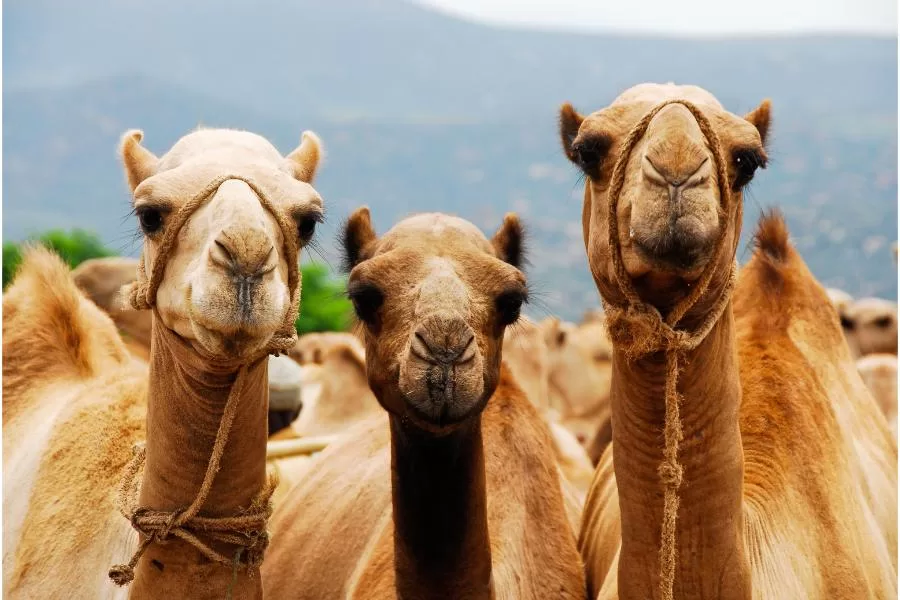 Diferenças entre camelo e dromedário: descubra as peculiaridades